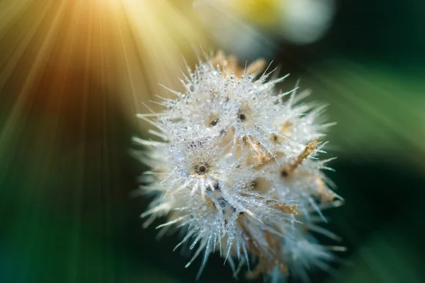 Grama flor e orvalho gota com luz solar . — Fotografia de Stock
