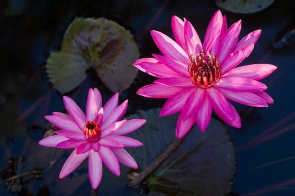 Roze waterlily in tuin vijver. — Stockfoto