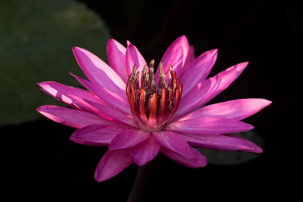 Nenúfar rosa en estanque de jardín . — Foto de Stock
