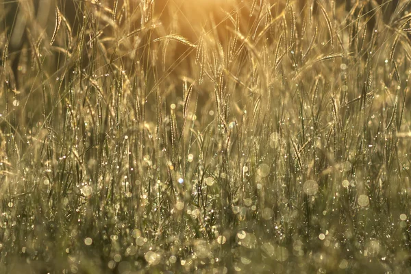 Bloem gras en drop dauw met zonlicht. Afbeelding van de VN-focus. — Stockfoto