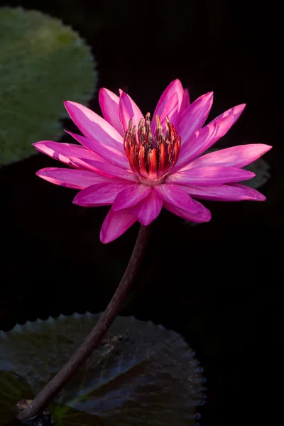 Roze waterlily in tuin vijver. — Stockfoto