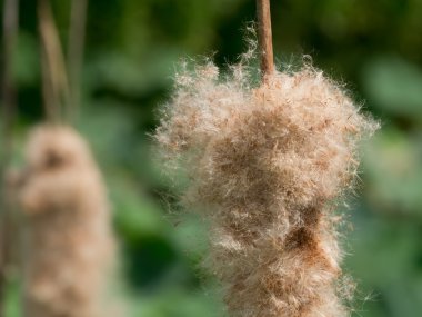 Typha angustifolia tohum ağaç üzerinde.