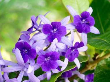 Petrea çiçek ağaç üzerinde.