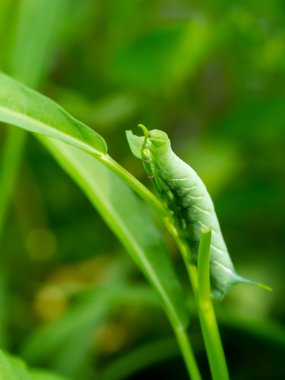 Yeşil solucan ağaç izinli.