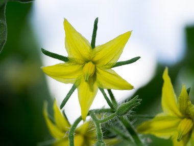 Alandaki sarı domates çiçek kadar kapatın