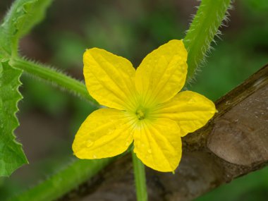 Organik tarım, kavun meyve çiçek kadar içinde büyüyor