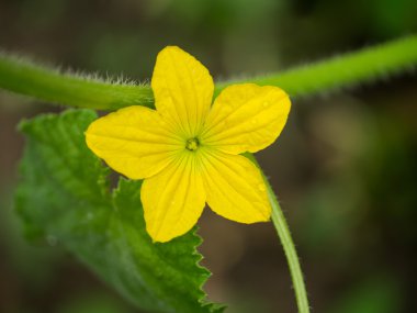 Organik tarım, kavun meyve çiçek kadar içinde büyüyor