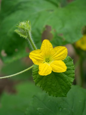 Organik tarım, kavun meyve çiçek kadar içinde büyüyor