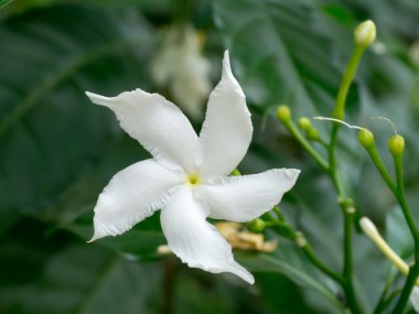 Gardenya jasminoides çiçek koyu arka planda.