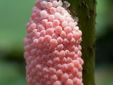Yumurta Close-Up gölet salyangoz içinde.