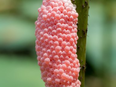 Yumurta Close-Up gölet salyangoz içinde.