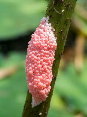 Yumurta Close-Up gölet salyangoz içinde.