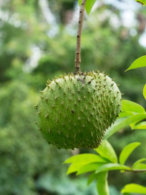 Soursop, dikenli muhallebi elma.