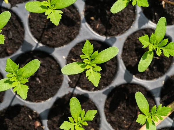 Hajtás magok marigolds termesztenek.. — Stock Fotó