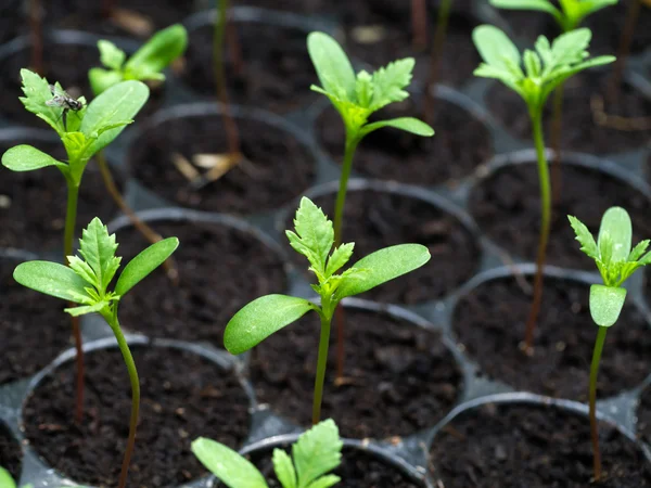 Sprout zaden van Tagetes worden geteeld. — Stockfoto