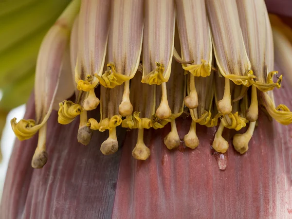 木の上のバナナの花のイメージを閉じる. — ストック写真