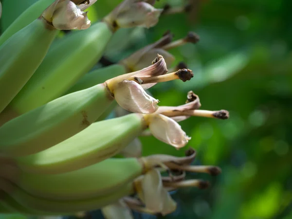 Закрыть изображение цветка банана с фруктами на ветке — стоковое фото