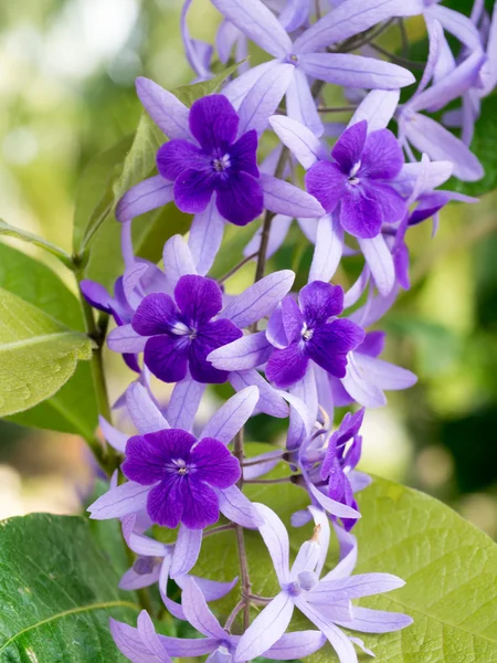 Petrea-Blumen auf dem Baum. — Stockfoto