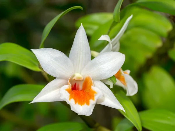 Close-up of white orchids. — Stock Photo, Image