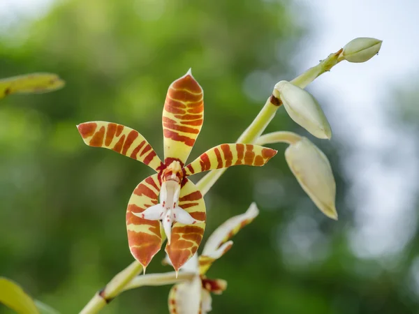 Yellow orchid in the garden. — Stock Photo, Image