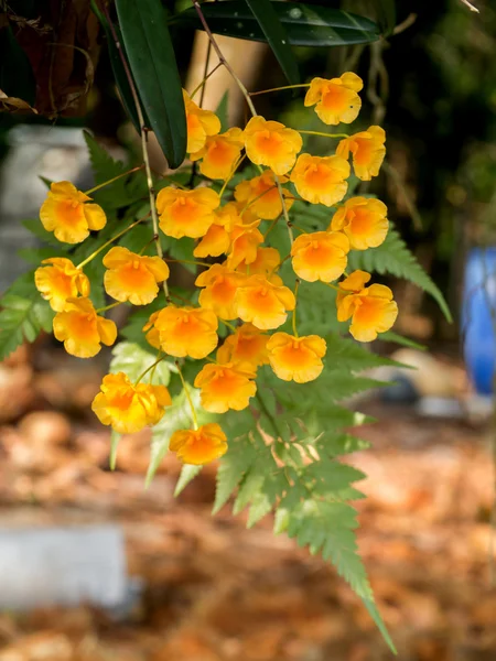 Yellow orchid, Honey fragrant orchids — Stock Photo, Image