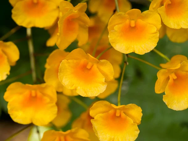 Żółta Orchidea, miodu pachnących orchidei — Zdjęcie stockowe