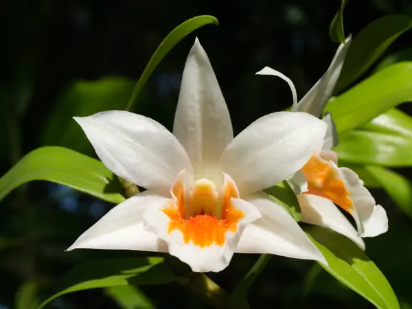 Close-up of white orchids. — Stock Photo, Image