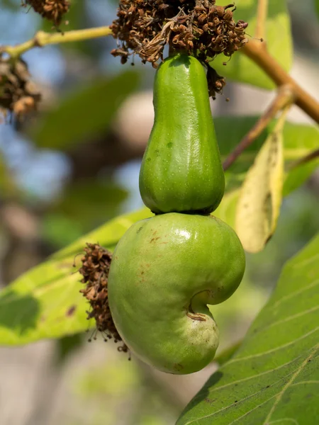 Cashew growing on a tree — Stock Photo, Image