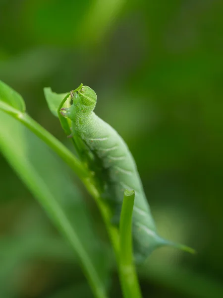 Gusano verde en el árbol deja . — Foto de Stock