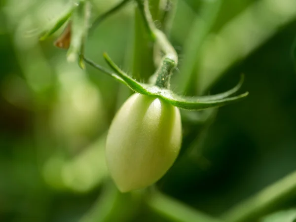 Tomates verdes. Conceito de agricultura. — Fotografia de Stock