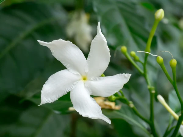 Gardenia jasminoides flower in the dark background.