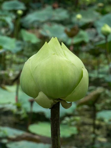 Fiore di loto verde . — Foto Stock