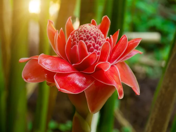 Hermosa flor de jengibre rojo tropical . — Foto de Stock