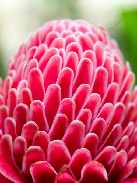 Bela flor de gengibre vermelho tropical . — Fotografia de Stock