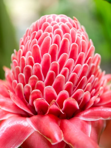 Schöne tropische rote Ingwerblüte. — Stockfoto