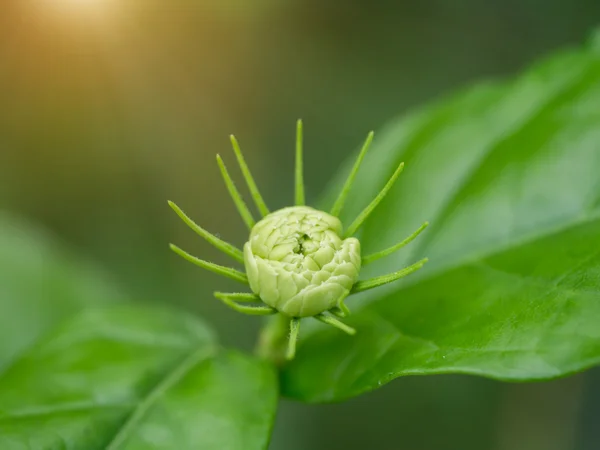 Jasmin 在花园里的花. — 图库照片