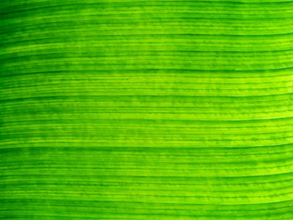 Banana verde folha fundo abstrato — Fotografia de Stock