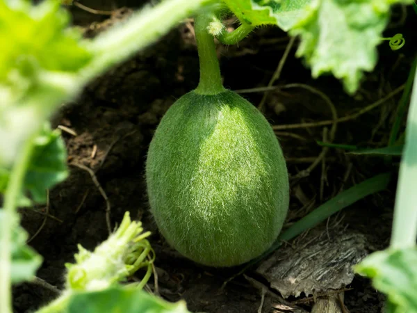 Flower of Organic agriculture, Melon fruit is growing in the far