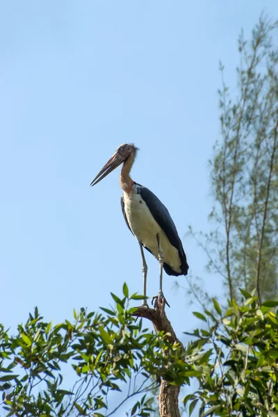 Conservação de aves na árvore. Cegonha ajudante menor — Fotografia de Stock