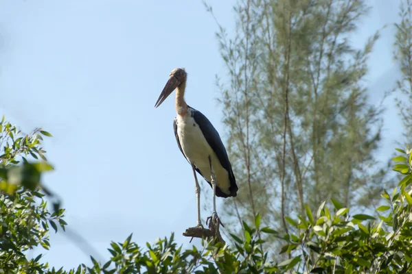 Instandhouding van vogels op de boom. Mindere adjudant stork — Stockfoto