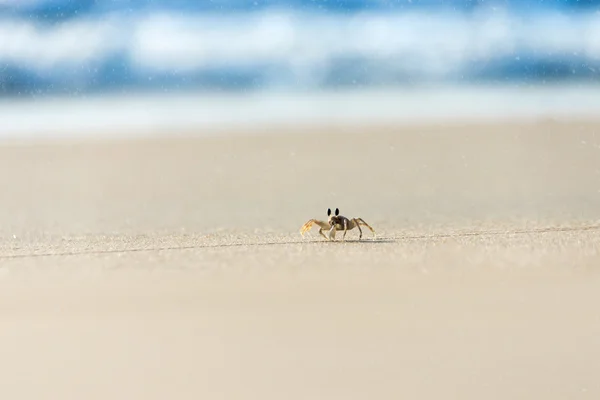 Καβούρι φάντασμα τρέχει στην παραλία — Φωτογραφία Αρχείου