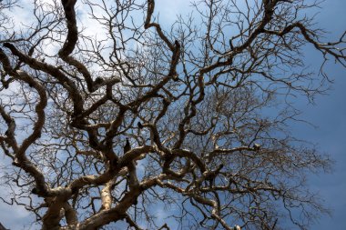 Yaz aylarında ölü ağaçlar