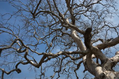 Yaz aylarında ölü ağaçlar