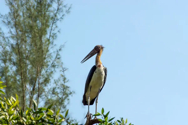 Conservação de aves na árvore. Cegonha ajudante menor — Fotografia de Stock