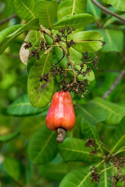 Cashewnötter växer på ett träd — Stockfoto