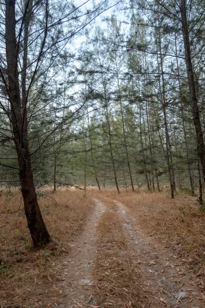 Caminando por el bosque — Foto de Stock