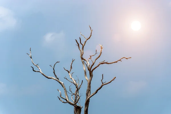 Летом мертвые деревья — стоковое фото