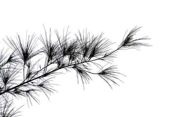 Twig of pine tree on white background. — Stock Photo, Image