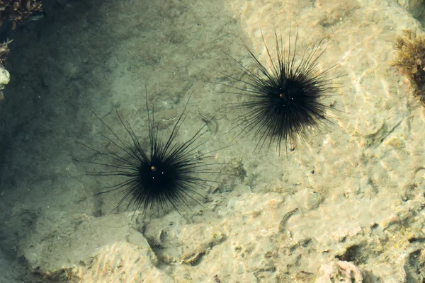 Sea urchin in a rock pool. — Stock Photo, Image