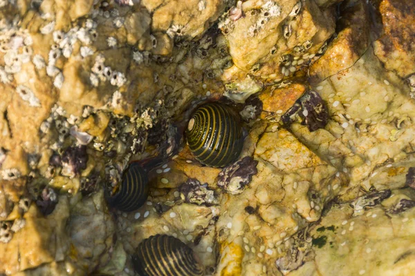Shells on the rocks — Stock Photo, Image